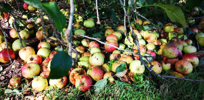 Red Cabbage and Apples Apple harvest