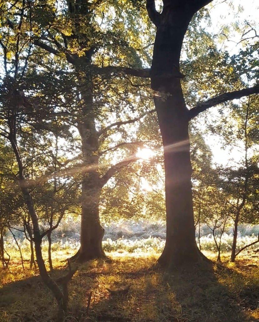 bc7408d4-12cf-49f2-9549-12404b2c0767